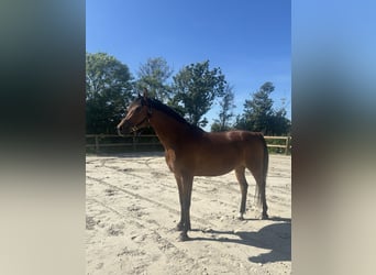 Sonstige Rassen Mix, Wallach, 9 Jahre, 156 cm, Brauner