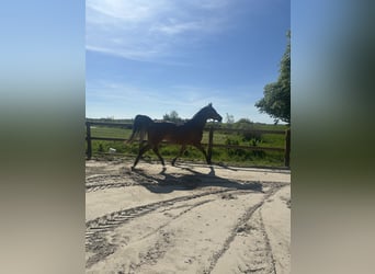 Sonstige Rassen Mix, Wallach, 9 Jahre, 156 cm, Brauner