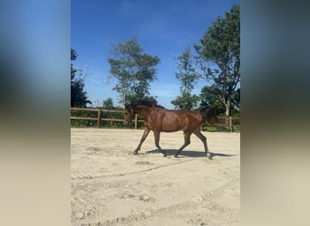 Sonstige Rassen Mix, Wallach, 9 Jahre, 156 cm, Brauner