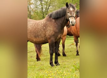 Sonstige Rassen, Wallach, 9 Jahre, 156 cm