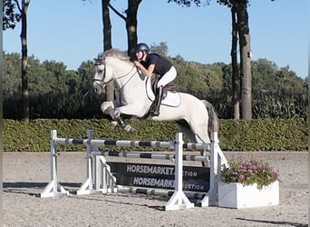 Sonstige Rassen, Wallach, 9 Jahre, 156 cm, Schimmel
