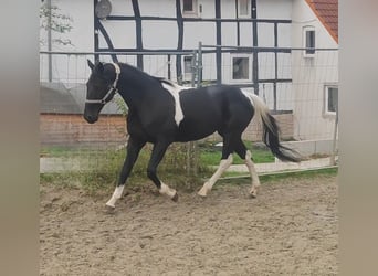 Sonstige Rassen Mix, Wallach, 9 Jahre, 157 cm, Schecke