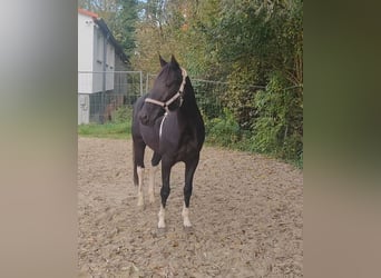 Sonstige Rassen Mix, Wallach, 9 Jahre, 157 cm, Schecke