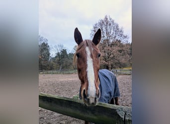 Sonstige Rassen, Wallach, 9 Jahre, 160 cm, Fuchs