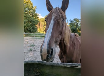 Sonstige Rassen, Wallach, 9 Jahre, 160 cm, Fuchs