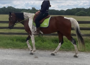 Sonstige Rassen, Wallach, 9 Jahre, 160 cm, Schecke