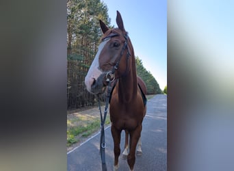 Sonstige Rassen Mix, Wallach, 9 Jahre, 162 cm