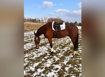 Sonstige Rassen Mix, Wallach, 9 Jahre, 163 cm, Brauner