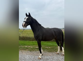 Sonstige Rassen, Wallach, 9 Jahre, 165 cm, Rappe