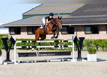 Sonstige Rassen, Wallach, 9 Jahre, 169 cm, Rotbrauner
