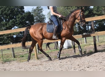 Sonstige Rassen, Wallach, 9 Jahre, 173 cm, Brauner