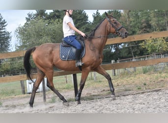 Sonstige Rassen, Wallach, 9 Jahre, 173 cm, Brauner