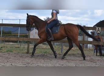 Sonstige Rassen, Wallach, 9 Jahre, 173 cm, Brauner