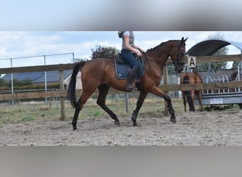 Sonstige Rassen, Wallach, 9 Jahre, 173 cm, Brauner