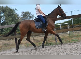 Sonstige Rassen, Wallach, 9 Jahre, 173 cm, Brauner