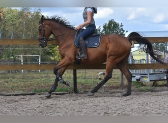 Sonstige Rassen, Wallach, 9 Jahre, 173 cm, Brauner