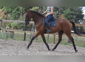 Sonstige Rassen, Wallach, 9 Jahre, 173 cm, Brauner
