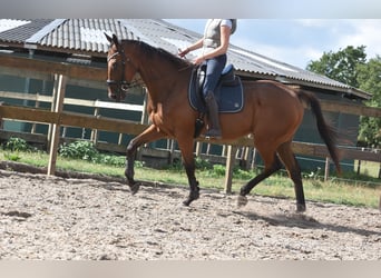 Sonstige Rassen, Wallach, 9 Jahre, 173 cm, Brauner
