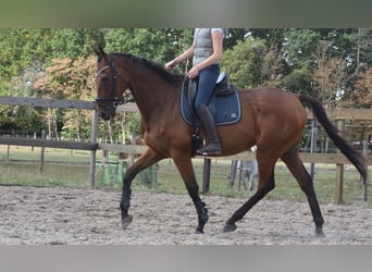 Sonstige Rassen, Wallach, 9 Jahre, 173 cm, Brauner