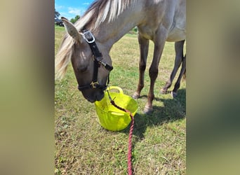 Sorraia, Caballo castrado, 2 años, 135 cm, Bayo