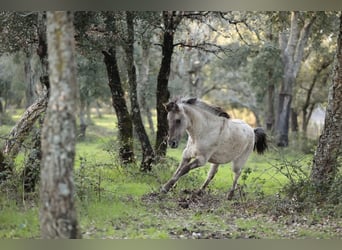 Sorraia, Étalon, 3 Ans, 135 cm, Grullo