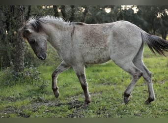 Sorraia, Étalon, 3 Ans, 135 cm, Grullo