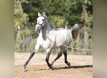 Sorraia Mix, Wallach, 3 Jahre, 15 hh, Braunfalbschimmel