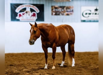 Sorraia, Hengst, 11 Jaar, Bruin