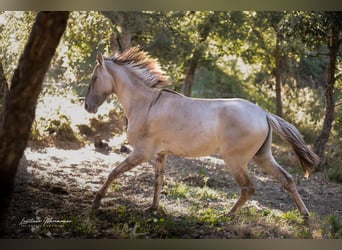 Sorraia, Hengst, 3 Jaar, 135 cm, Grullo