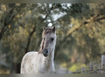 Sorraia, Hengst, 3 Jahre, 135 cm, Grullo