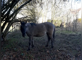 Sorraia, Mare, 4 years, 13.3 hh, Grullo