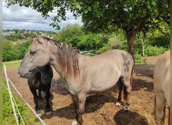 Sorraia, Ruin, 14 Jaar, 145 cm, Grullo
