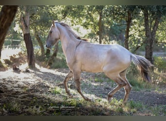 Sorraia, Semental, 3 años, 135 cm, Grullo