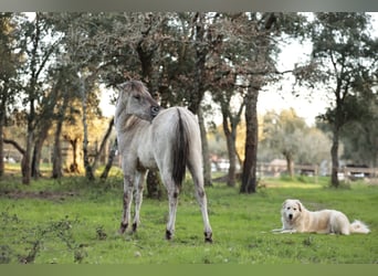 Sorraia, Stallion, 3 years, 13.1 hh, Grullo