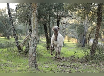 Sorraia, Stallone, 3 Anni, 135 cm, Grullo