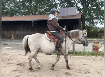 Sorraia, Wallach, 18 Jahre, 139 cm
