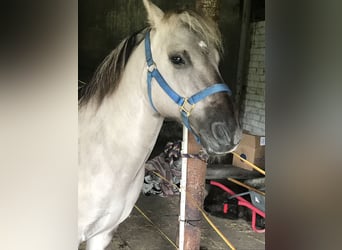 Sorraia, Wallach, 18 Jahre, 139 cm