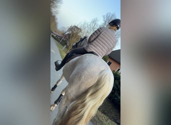 Sorraia Mix, Wallach, 21 Jahre, 165 cm, Schimmel