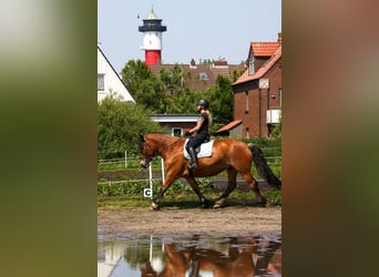 South German Coldblood, Gelding, 10 years, 16.1 hh, Brown