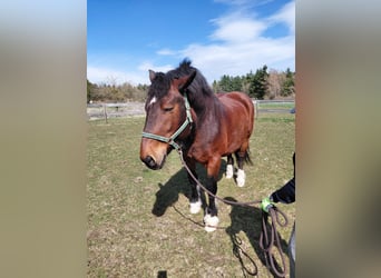 South German Coldblood, Gelding, 11 years, 16.1 hh, Bay-Dark