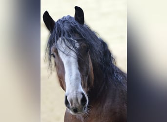 South German Coldblood, Gelding, 11 years, 16,3 hh, Brown