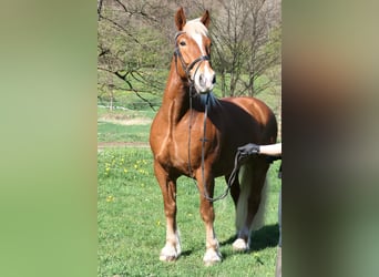 South German Coldblood, Gelding, 13 years, 16.1 hh, Chestnut-Red