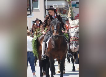 South German Coldblood, Gelding, 13 years, 16 hh, Brown