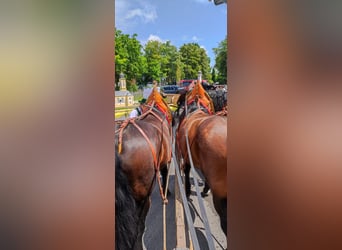 South German Coldblood, Gelding, 13 years, 16 hh, Brown