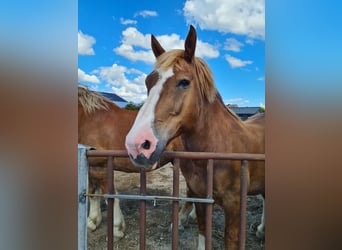 South German Coldblood, Gelding, 15 years, 16 hh, Chestnut-Red