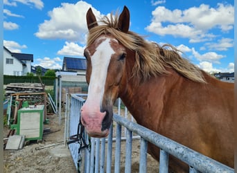 South German Coldblood, Gelding, 18 years, 17 hh, Chestnut-Red