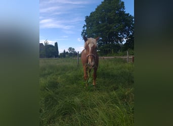 South German Coldblood, Gelding, 1 year, 14 hh, Chestnut