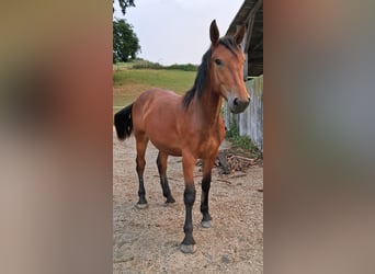 South German Coldblood Mix, Gelding, 1 year, 15 hh, Brown