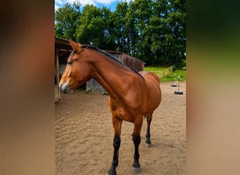 South German Coldblood Mix, Gelding, 1 year, 15 hh, Brown