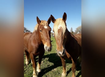 South German Coldblood, Gelding, 20 years, 16,3 hh, Chestnut-Red